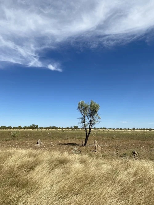 Bushland on the Project Valhalla tenements